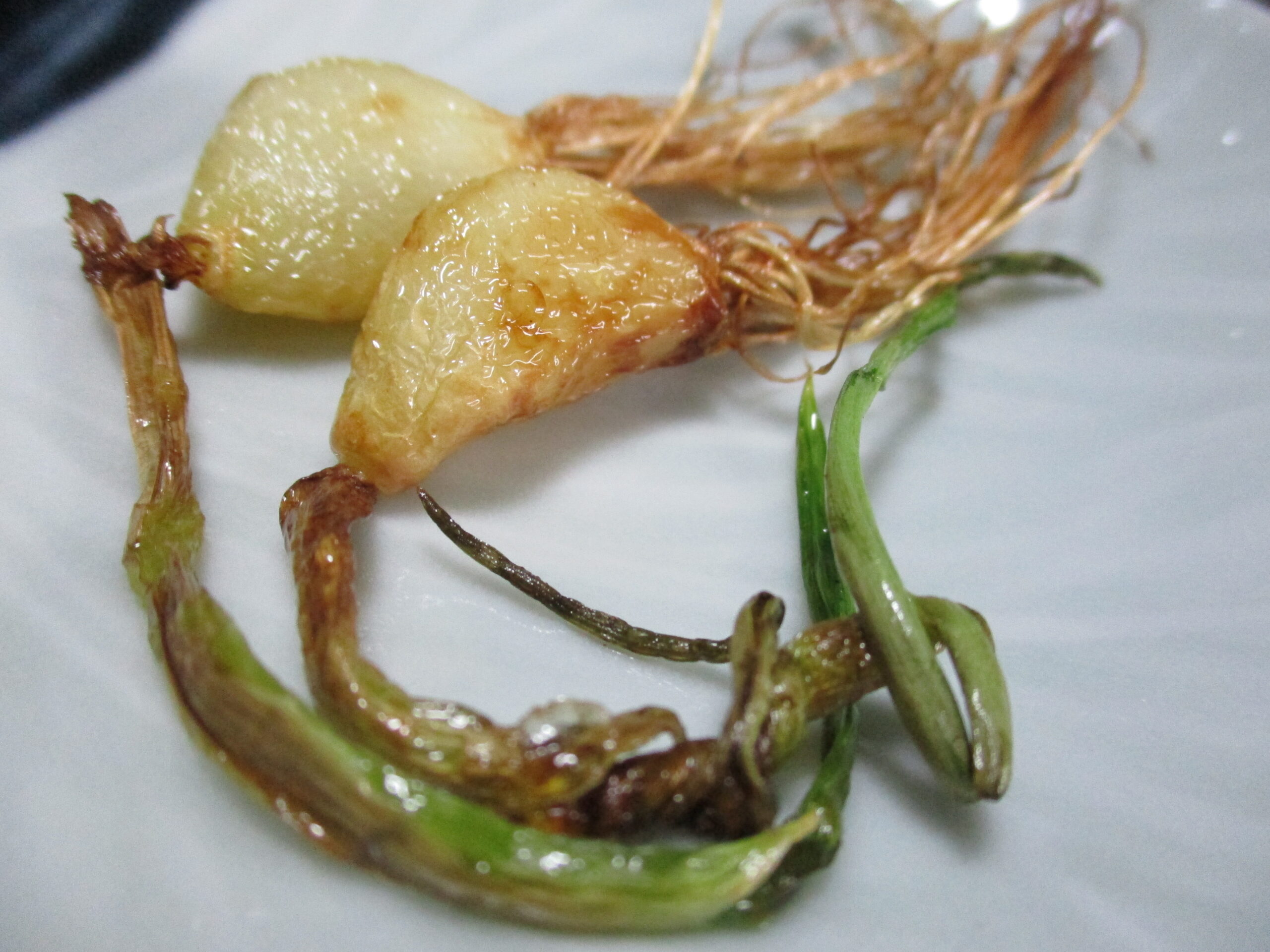 海発にんにく堂｜発芽にんにく餃子専門店